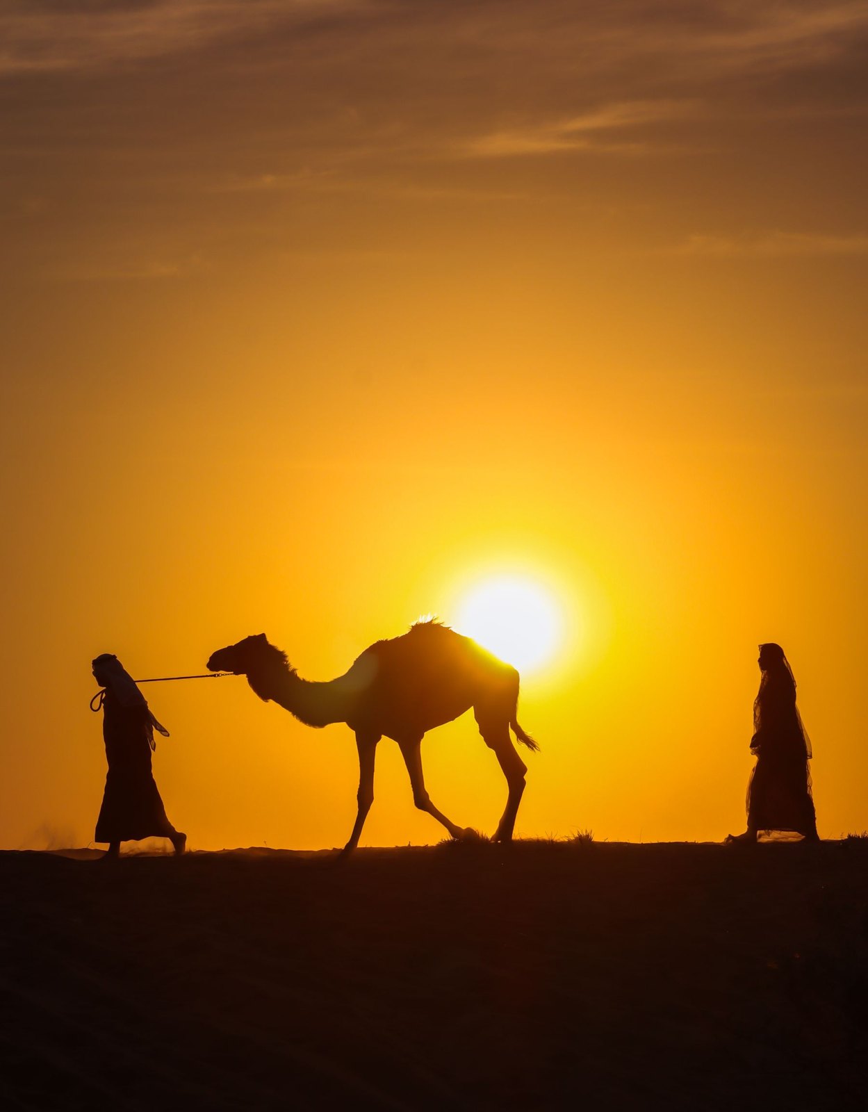 Camel led across dunes at sunset